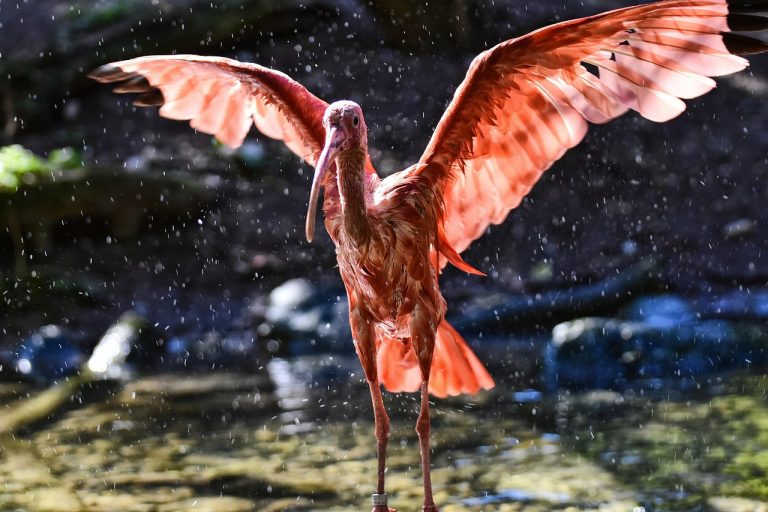 ce este scarlatina